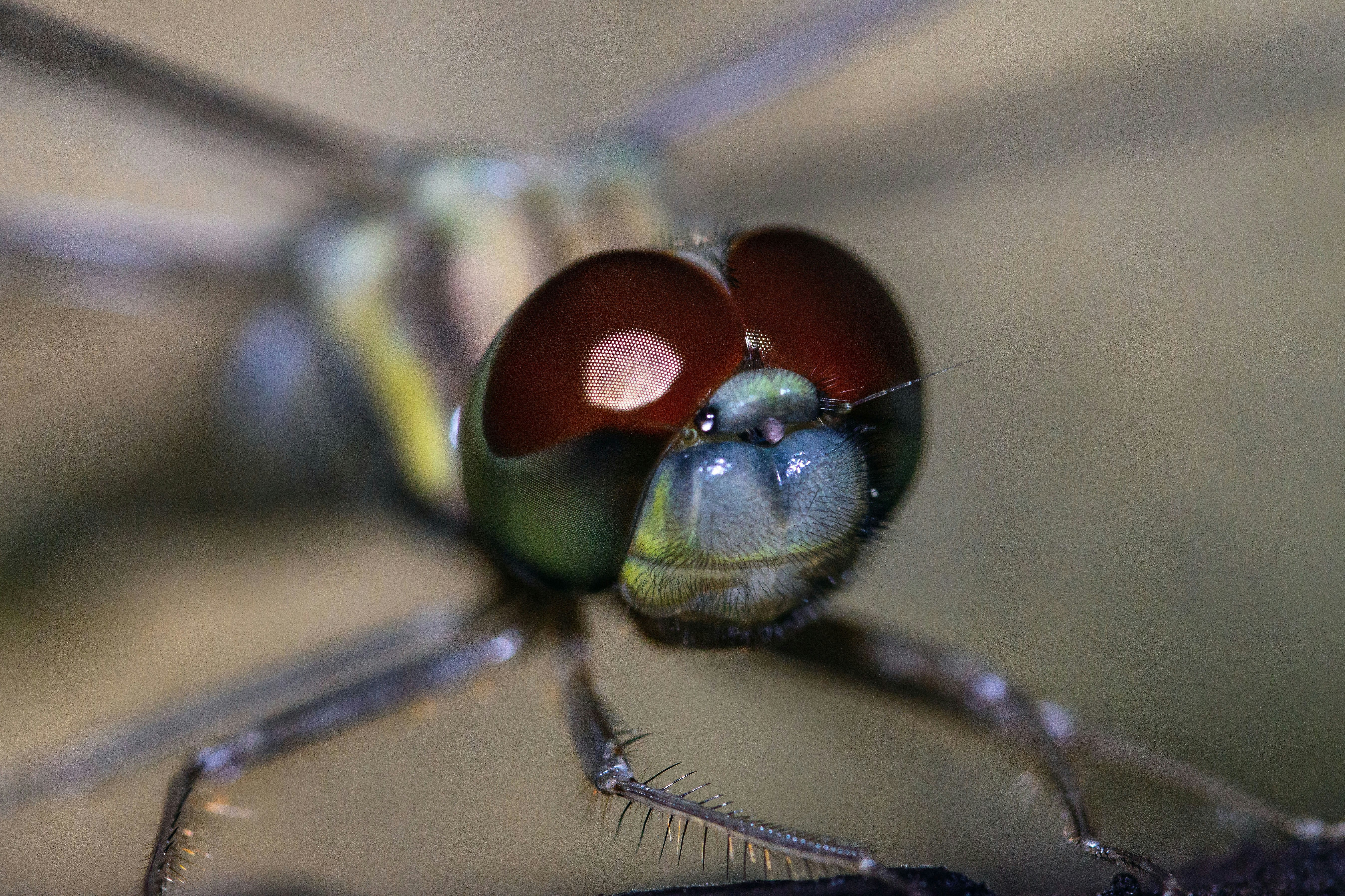 green and brown dragonfly in close up photography